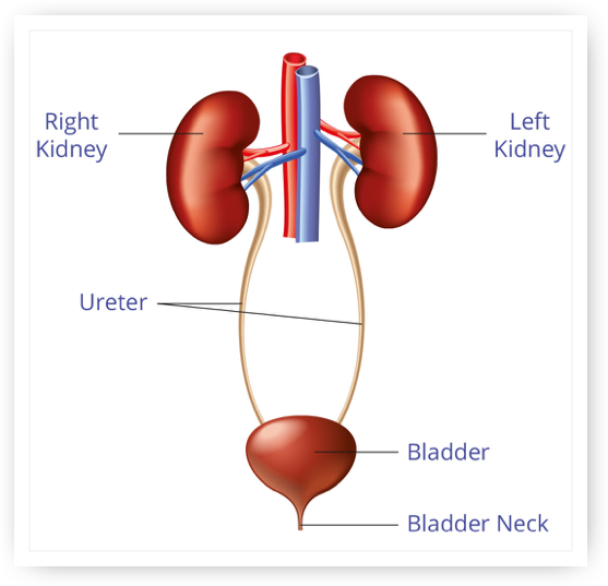 Kidney Cancer - West Cancer Center