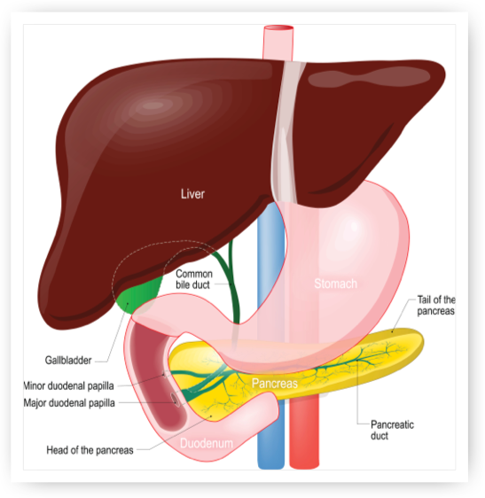 Liver Pancreas Diagram