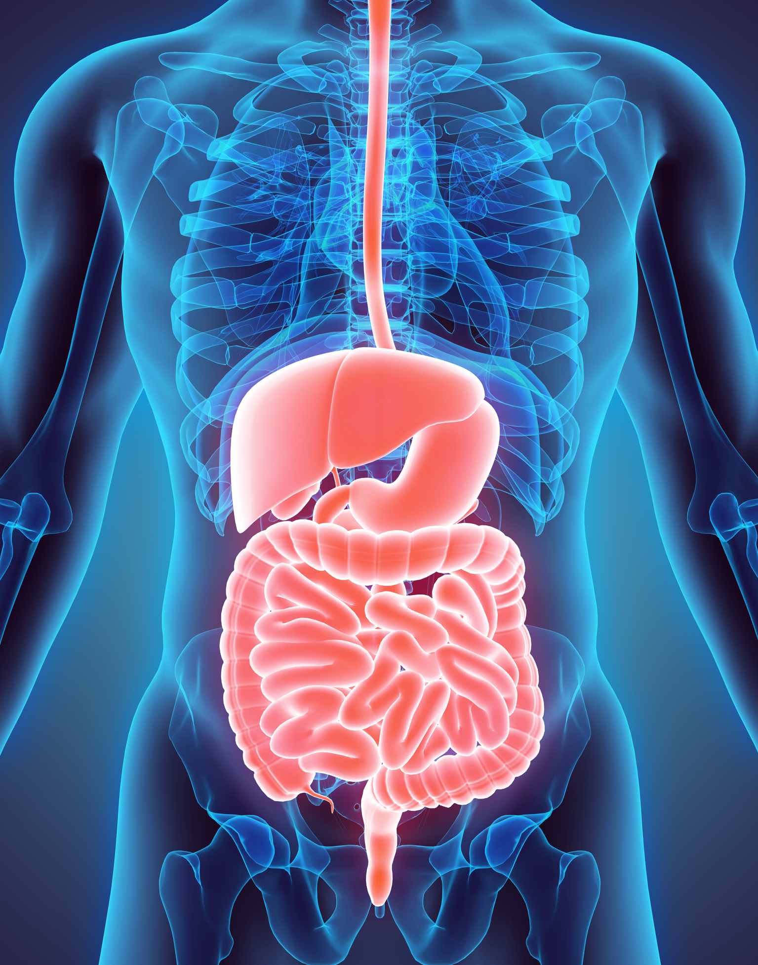 Anatomia Gastrointestinal